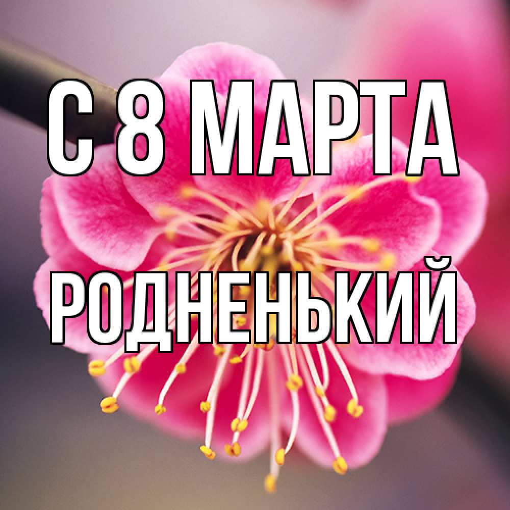 Открытка на каждый день с именем, Родненький C 8 МАРТА цветы Прикольная открытка с пожеланием онлайн скачать бесплатно 