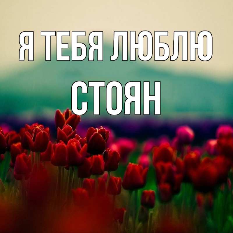 Картинка Я тебя люблю, Стоян