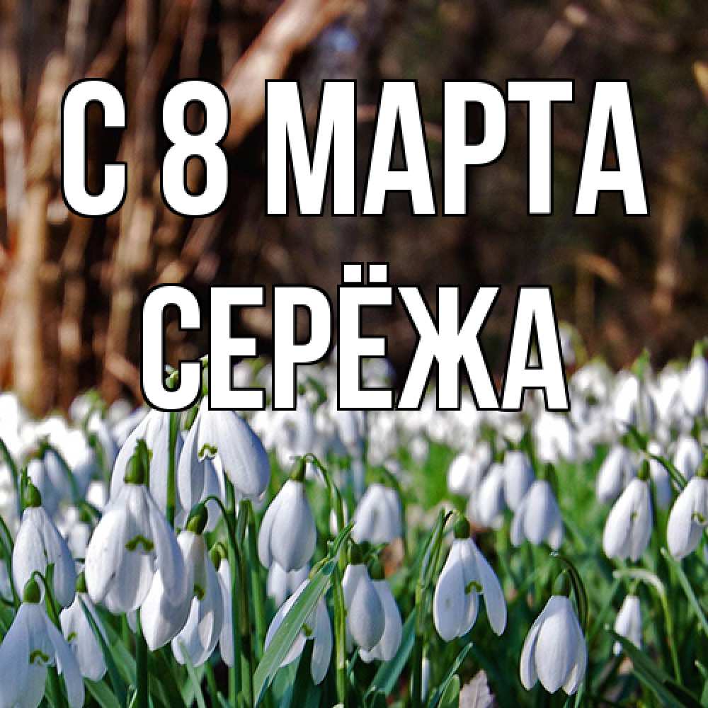 Открытка на каждый день с именем, Серёжа C 8 МАРТА с подснежниками 1 Прикольная открытка с пожеланием онлайн скачать бесплатно 