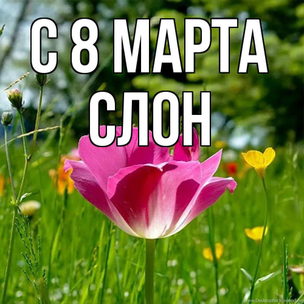 Открытка на каждый день с именем, Слон C 8 МАРТА полевые цветы Прикольная открытка с пожеланием онлайн скачать бесплатно 