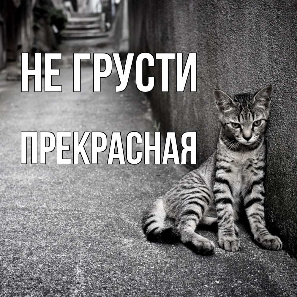 Открытка на каждый день с именем, Пpекpасная Не грусти скучающий котик Прикольная открытка с пожеланием онлайн скачать бесплатно 