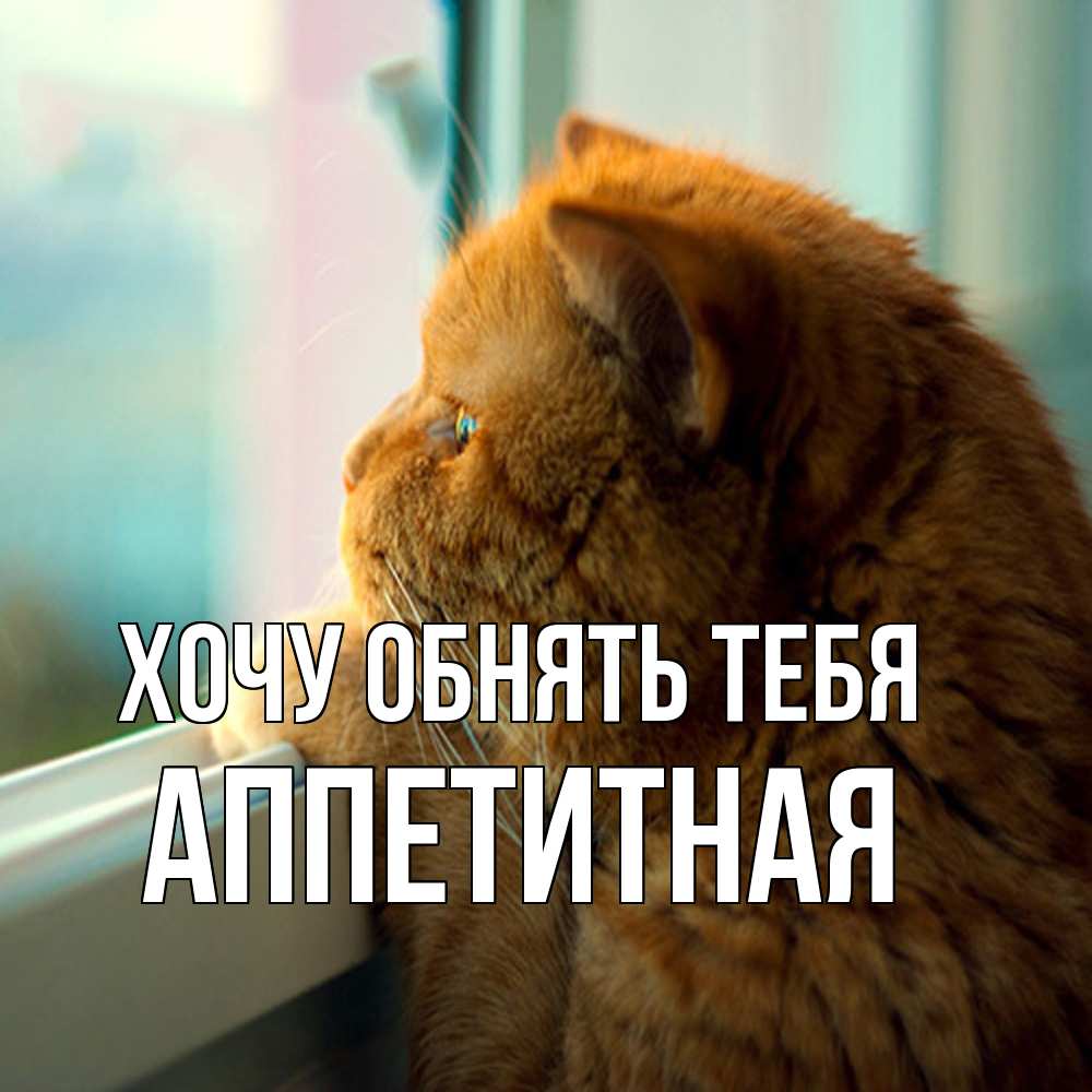 Открытка на каждый день с именем, аппетитная Хочу обнять тебя большой огромный рыжий котяра Прикольная открытка с пожеланием онлайн скачать бесплатно 