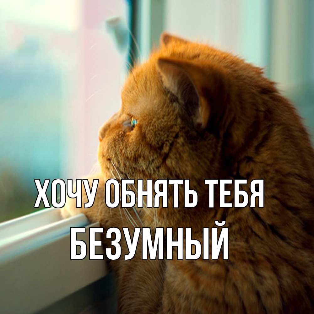 Открытка на каждый день с именем, Безумный Хочу обнять тебя большой огромный рыжий котяра Прикольная открытка с пожеланием онлайн скачать бесплатно 