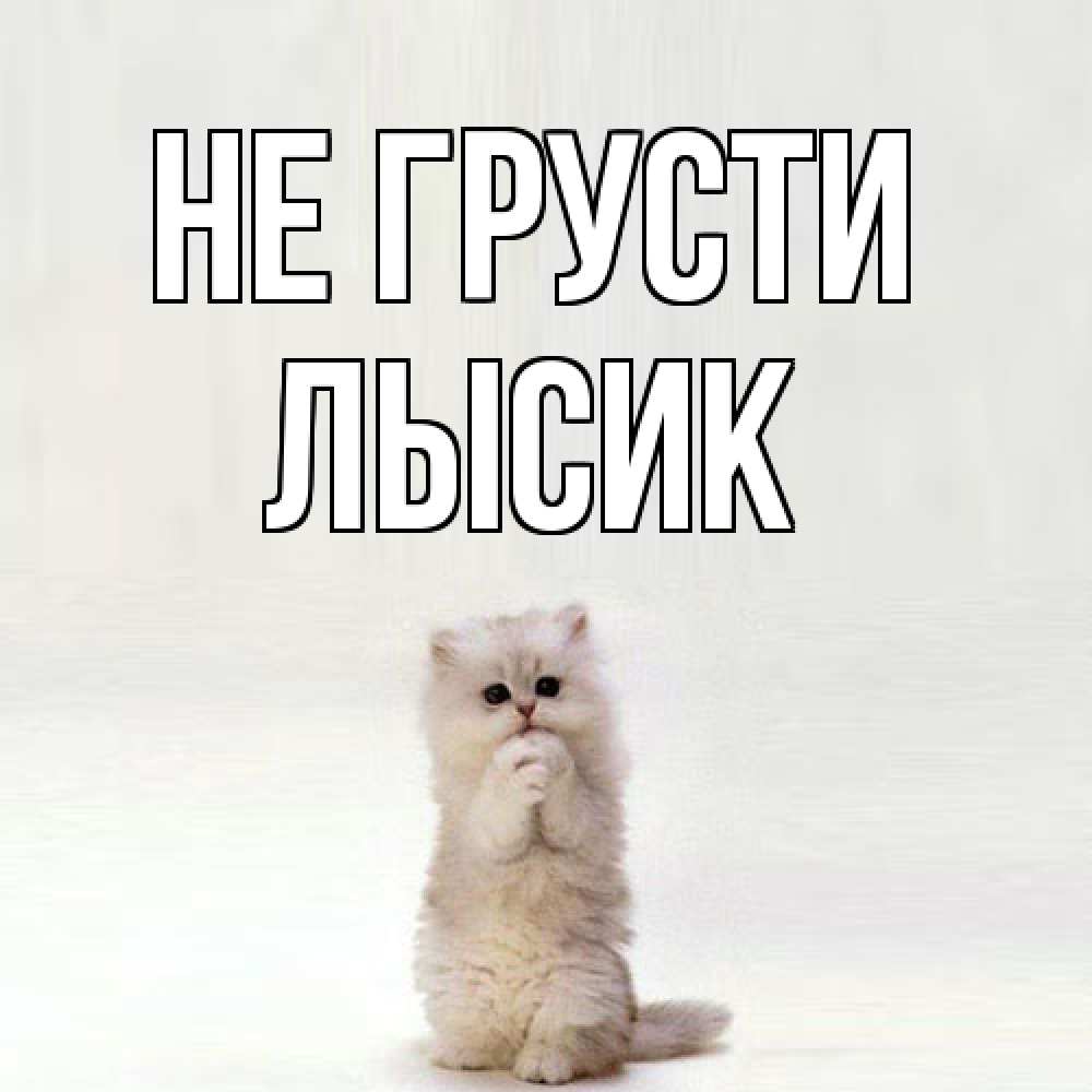 Открытка на каждый день с именем, Лысик Не грусти грустный кот Прикольная открытка с пожеланием онлайн скачать бесплатно 
