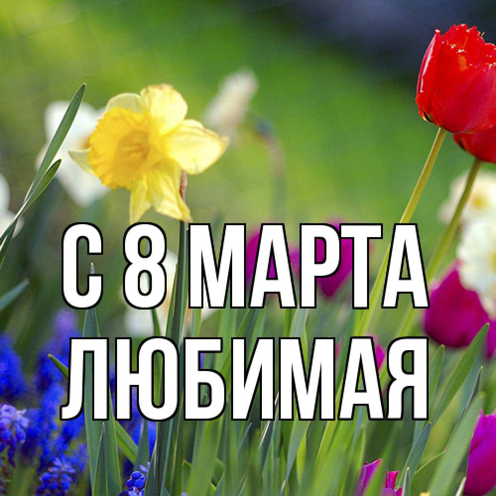 Открытка на каждый день с именем, Любимая C 8 МАРТА международный женский день 3 Прикольная открытка с пожеланием онлайн скачать бесплатно 