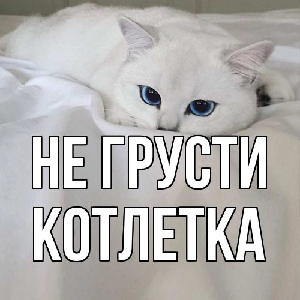 Открытка на каждый день с именем, Котлетка Не грусти белый кот с голубыми глазами на белоснежной кровати Прикольная открытка с пожеланием онлайн скачать бесплатно 