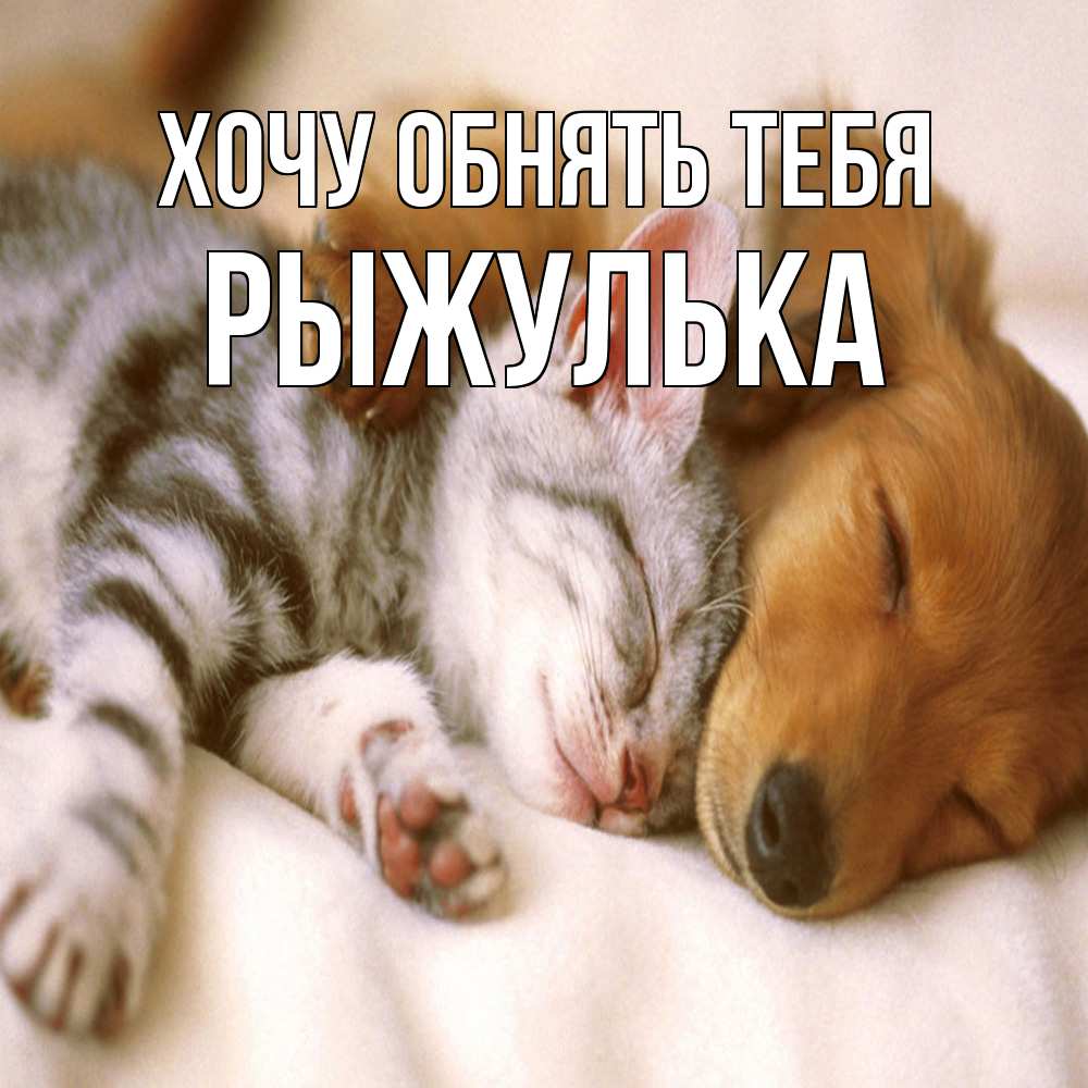 Открытка на каждый день с именем, рыжулька Хочу обнять тебя пес и котенок Прикольная открытка с пожеланием онлайн скачать бесплатно 