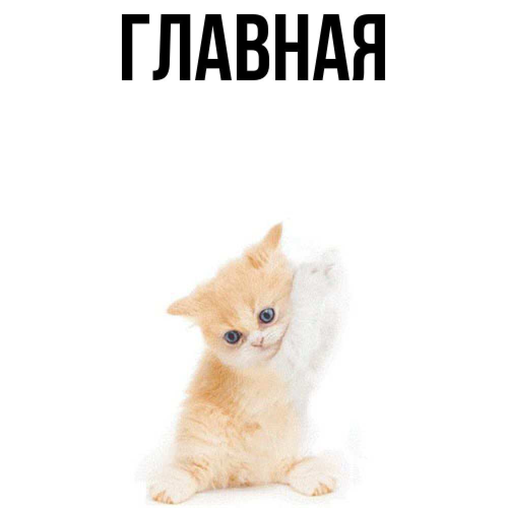 Открытка на каждый день с именем, Анна Главная зверушки и милота Прикольная открытка с пожеланием онлайн скачать бесплатно 