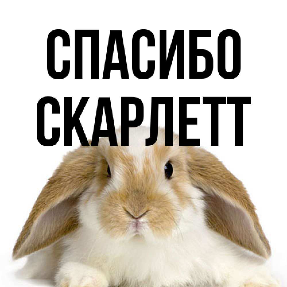 Открытка на каждый день с именем, Скарлетт Спасибо коричнево белый заяц Прикольная открытка с пожеланием онлайн скачать бесплатно 