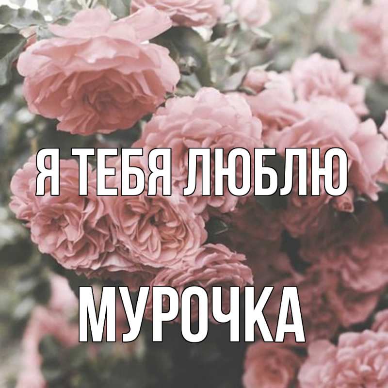 Картинка Я тебя люблю, Мурочка