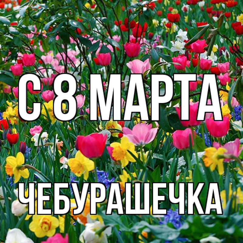 Картинка C 8 МАРТА, Чебурашечка