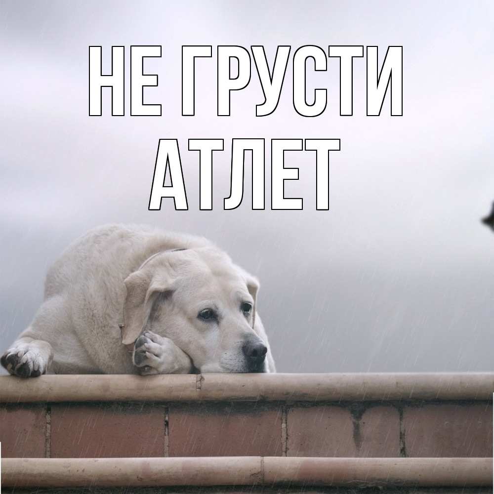 Открытка на каждый день с именем, Атлет Не грусти белый пес 1 Прикольная открытка с пожеланием онлайн скачать бесплатно 