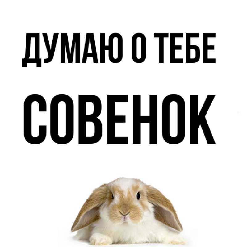 Картинка Думаю о тебе, совенок