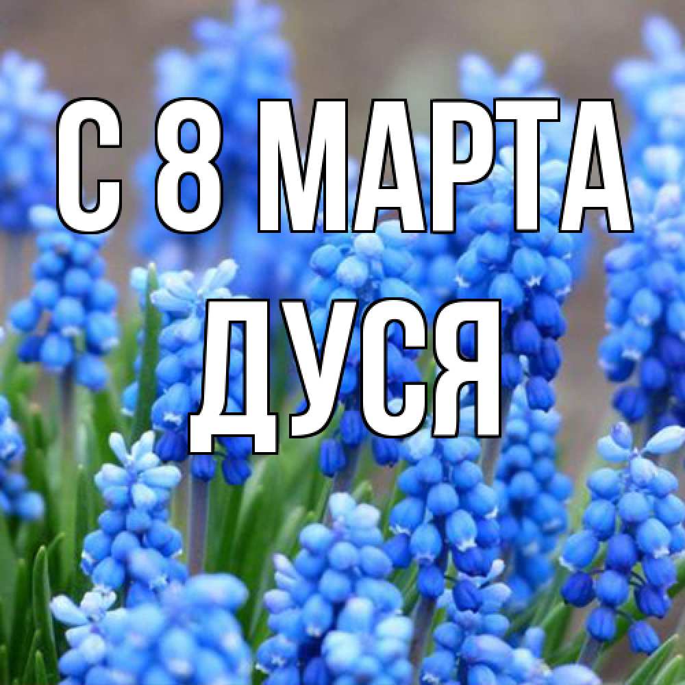 Открытка на каждый день с именем, Дуся C 8 МАРТА Поздравительная открытка для женщин с цветами на праздничную дату Прикольная открытка с пожеланием онлайн скачать бесплатно 