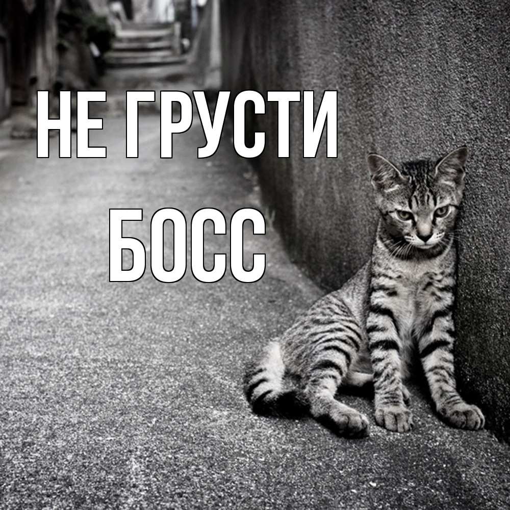 Открытка на каждый день с именем, Босс Не грусти скучающий котик Прикольная открытка с пожеланием онлайн скачать бесплатно 