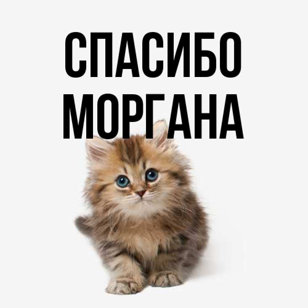 Открытка на каждый день с именем, Моргана Спасибо пушистый котик Прикольная открытка с пожеланием онлайн скачать бесплатно 