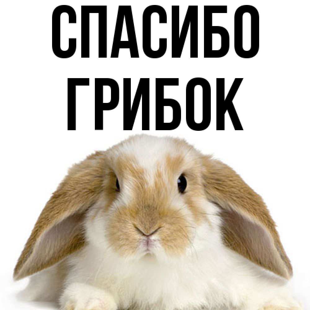 Открытка на каждый день с именем, Грибок Спасибо коричнево белый заяц Прикольная открытка с пожеланием онлайн скачать бесплатно 