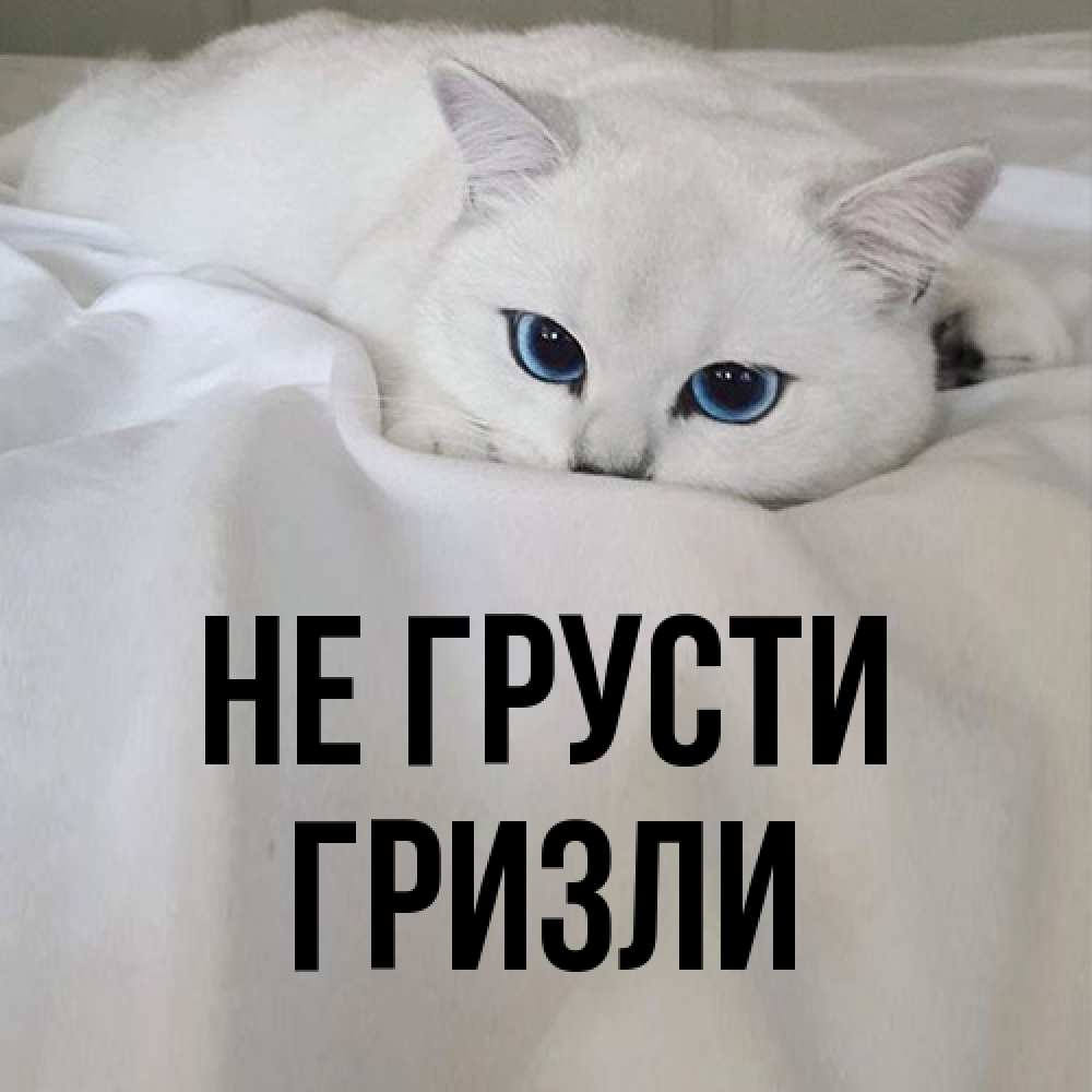 Открытка на каждый день с именем, Гризли Не грусти Голубоглазая кошка Прикольная открытка с пожеланием онлайн скачать бесплатно 