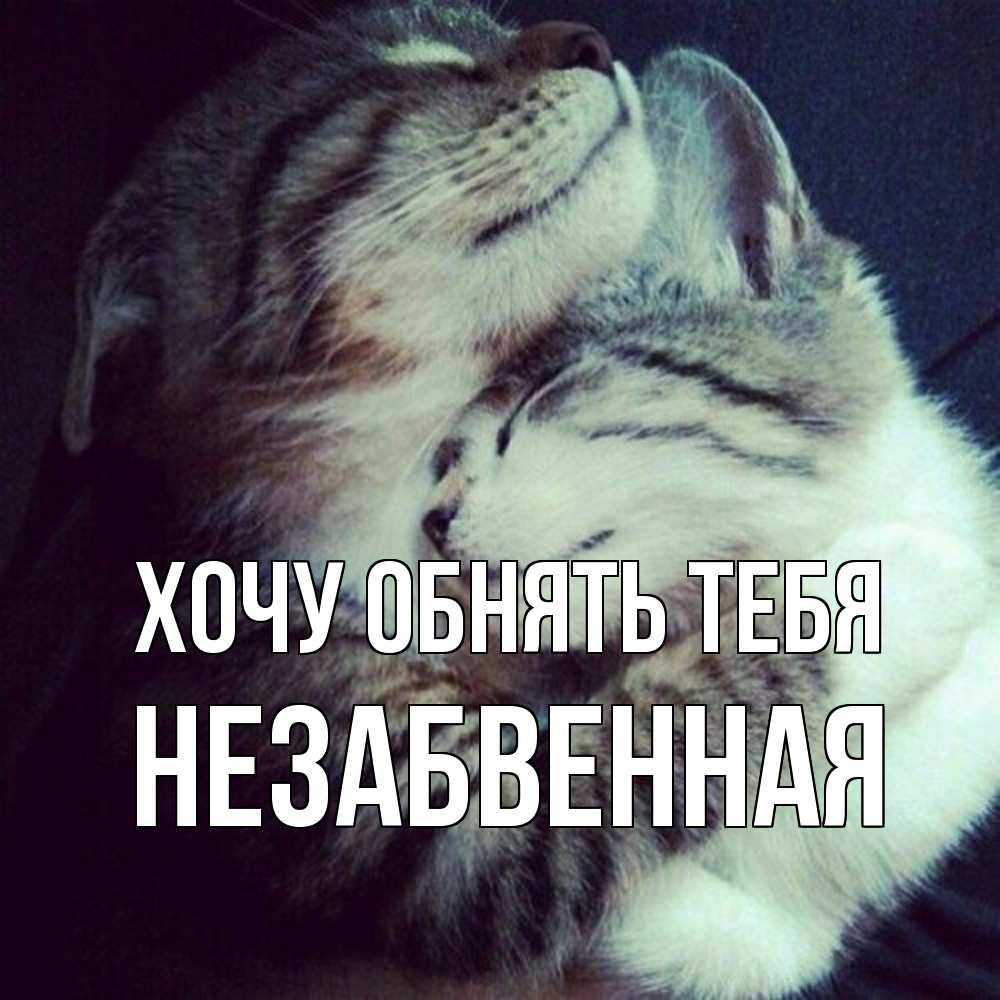 Открытка на каждый день с именем, незабвенная Хочу обнять тебя полосатики Прикольная открытка с пожеланием онлайн скачать бесплатно 