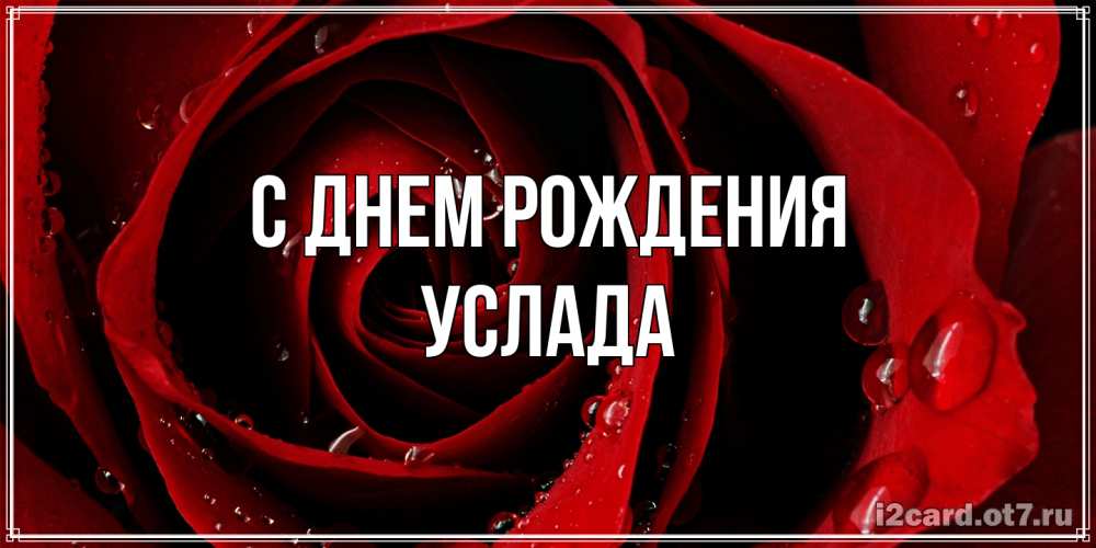 Открытка на каждый день с именем, услада С днем рождения крупная бордовая роза Прикольная открытка с пожеланием онлайн скачать бесплатно 