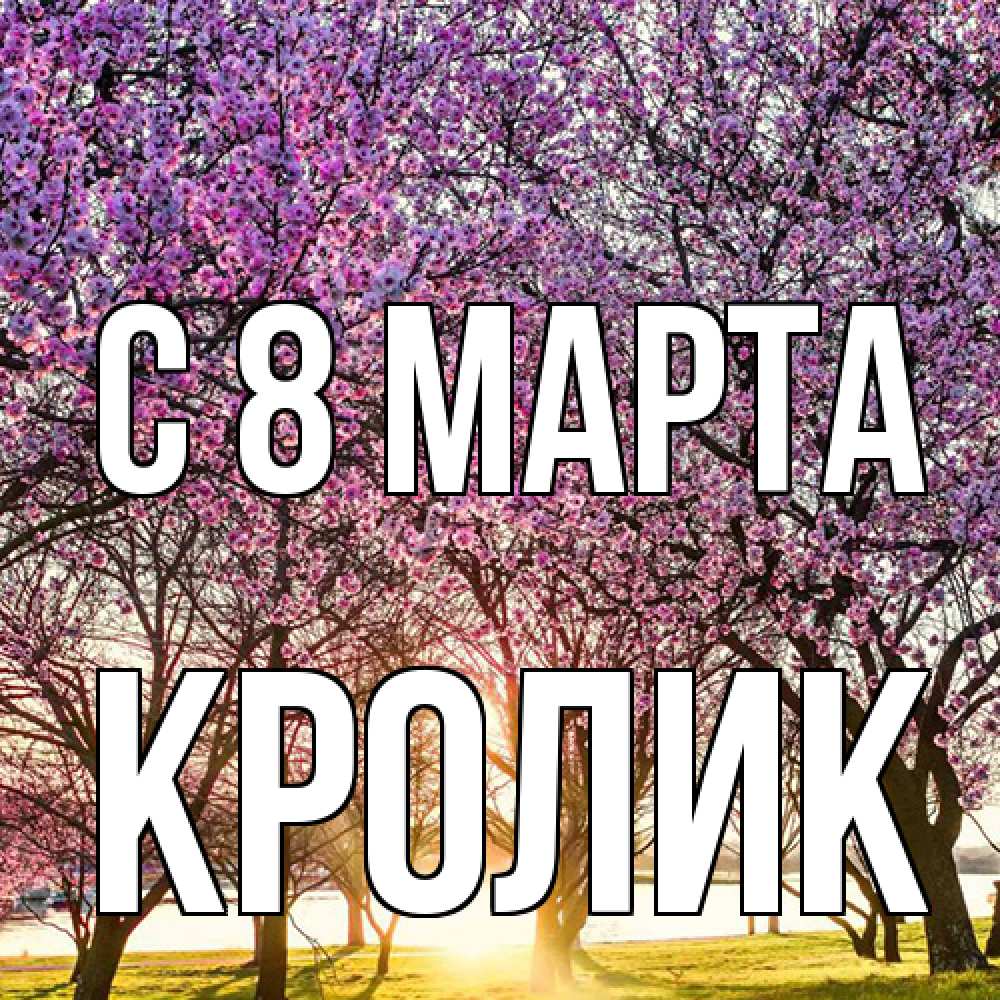 Открытка на каждый день с именем, кролик C 8 МАРТА международный женский день Прикольная открытка с пожеланием онлайн скачать бесплатно 