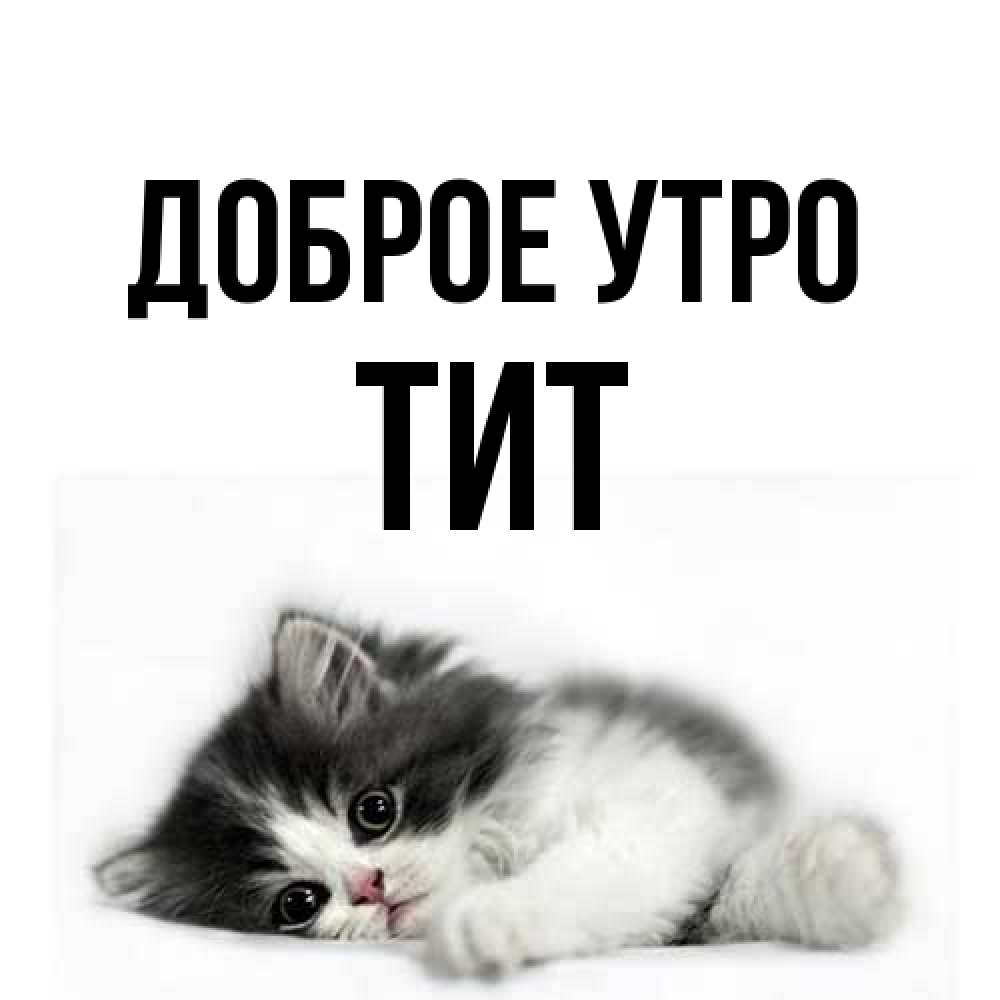 Открытка на каждый день с именем, Тит Доброе утро кот лапки Прикольная открытка с пожеланием онлайн скачать бесплатно 
