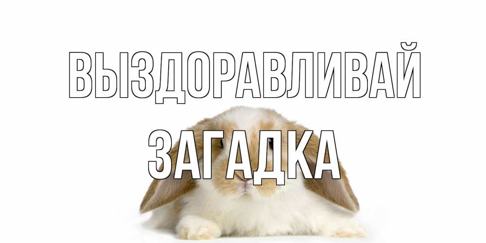 Открытка на каждый день с именем, Загадка Выздоравливай вислоухий кролик белого и коричневого цвета Прикольная открытка с пожеланием онлайн скачать бесплатно 
