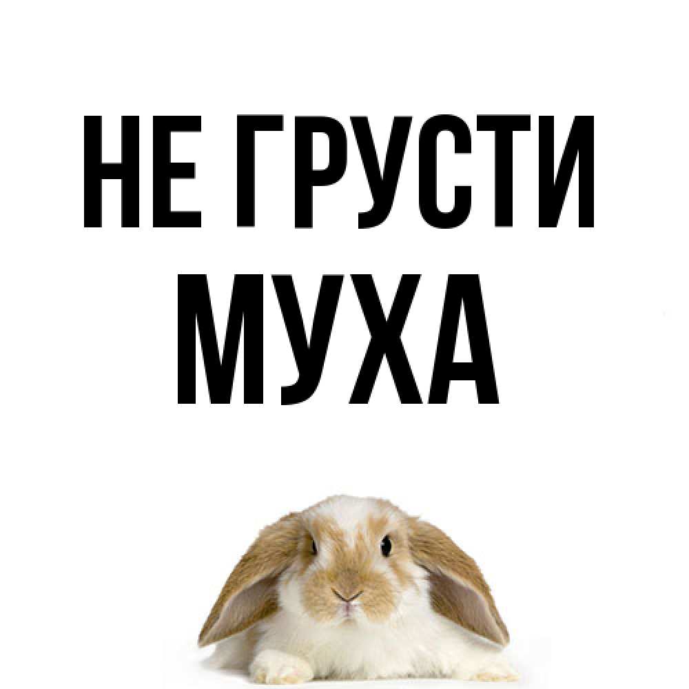 Открытка на каждый день с именем, Муха Не грусти коричнево белый заяц с большими ушками Прикольная открытка с пожеланием онлайн скачать бесплатно 