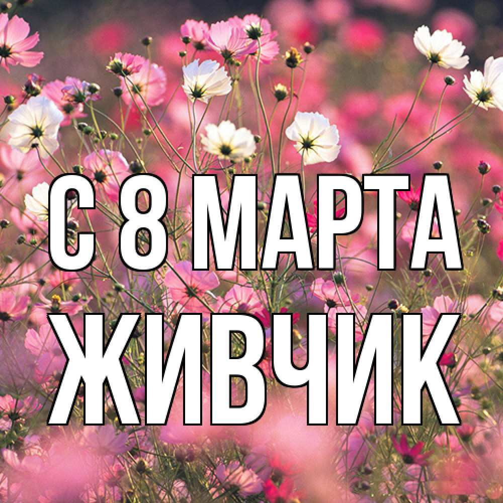 Открытка на каждый день с именем, Живчик C 8 МАРТА красиво 1 Прикольная открытка с пожеланием онлайн скачать бесплатно 