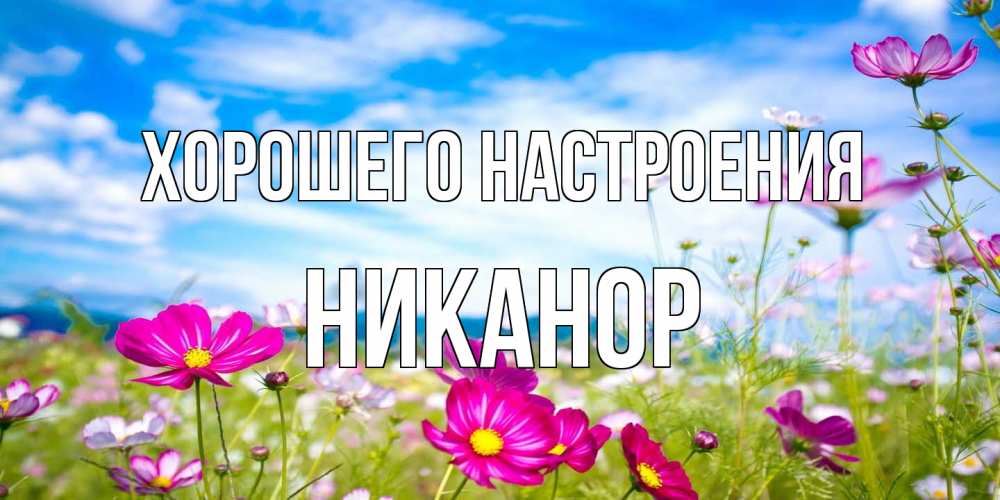 Открытка на каждый день с именем, Никанор Хорошего настроения поле цветов Прикольная открытка с пожеланием онлайн скачать бесплатно 