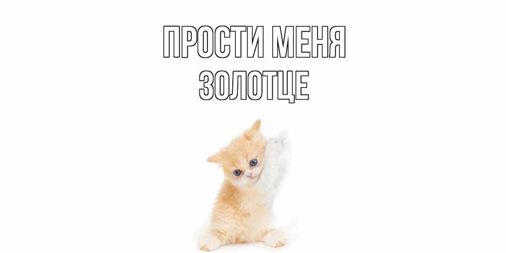 Открытка на каждый день с именем, Золотце Прости меня кот Прикольная открытка с пожеланием онлайн скачать бесплатно 
