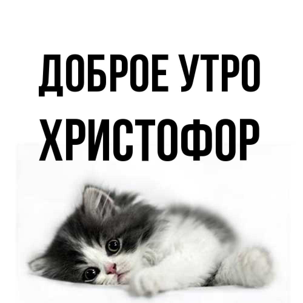 Открытка на каждый день с именем, Христофор Доброе утро кот лапки Прикольная открытка с пожеланием онлайн скачать бесплатно 