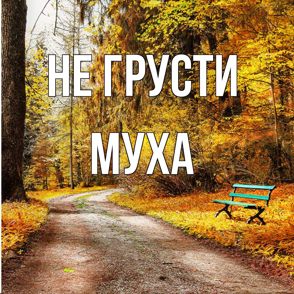 Открытка на каждый день с именем, Муха Не грусти зеленая лавочка Прикольная открытка с пожеланием онлайн скачать бесплатно 