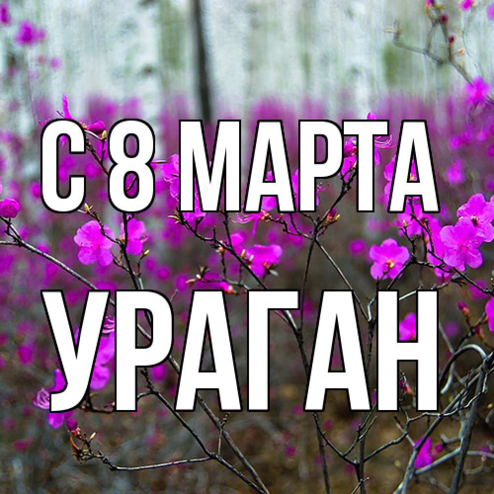 Открытка на каждый день с именем, Ураган C 8 МАРТА дикие цветы Прикольная открытка с пожеланием онлайн скачать бесплатно 