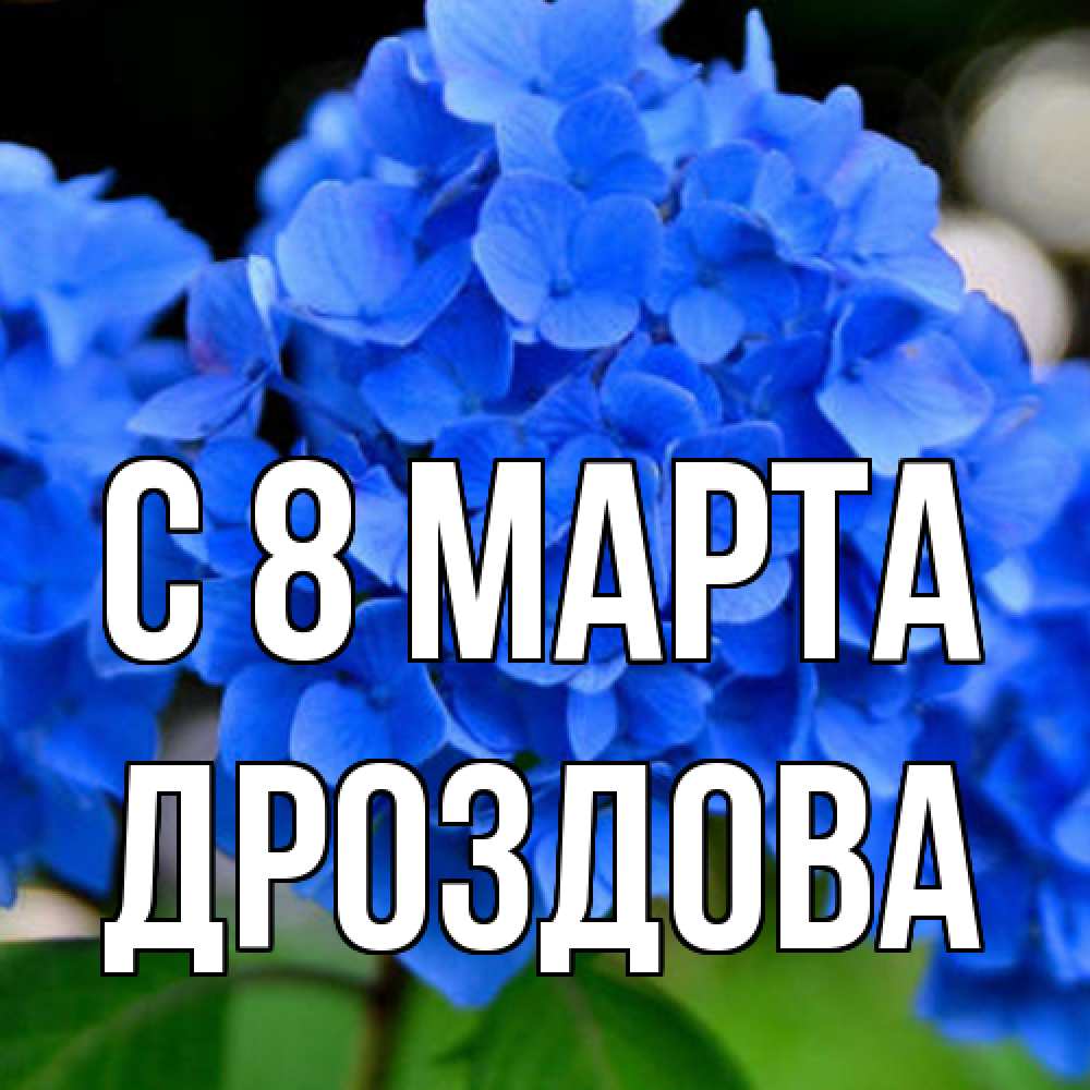 Открытка на каждый день с именем, Дроздова C 8 МАРТА синие цветы Прикольная открытка с пожеланием онлайн скачать бесплатно 
