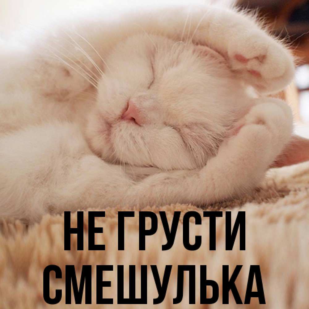 Открытка на каждый день с именем, Смешулька Не грусти Котенок спит Прикольная открытка с пожеланием онлайн скачать бесплатно 