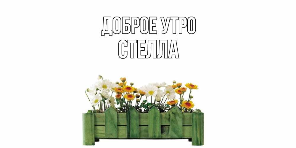 Открытка на каждый день с именем, Стелла Доброе утро цветы Прикольная открытка с пожеланием онлайн скачать бесплатно 