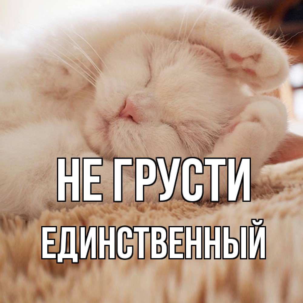 Открытка на каждый день с именем, Единственный Не грусти белый кот Прикольная открытка с пожеланием онлайн скачать бесплатно 