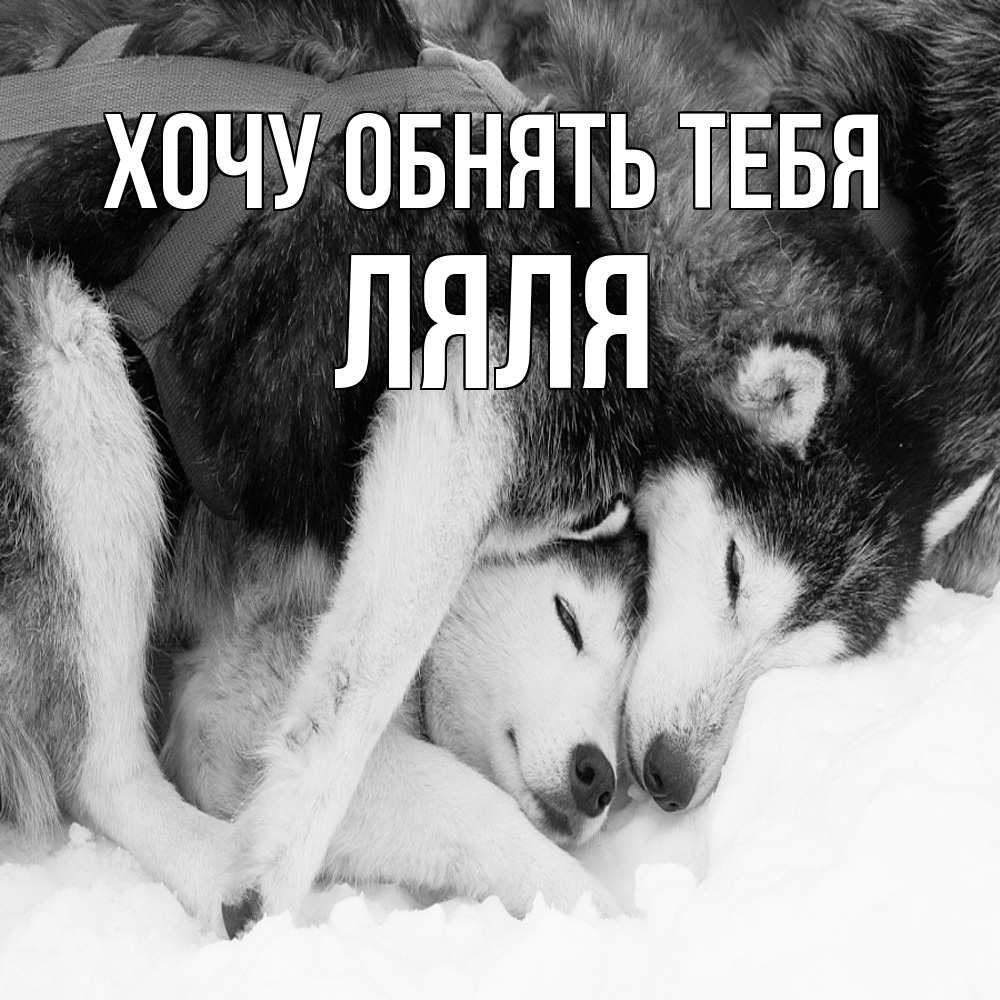 Открытка на каждый день с именем, Ляля Хочу обнять тебя собачки в упряжке Прикольная открытка с пожеланием онлайн скачать бесплатно 