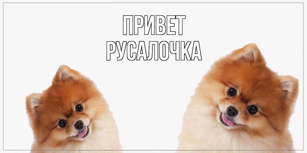 Открытка на каждый день с именем, Русалочка Привет привет Прикольная открытка с пожеланием онлайн скачать бесплатно 