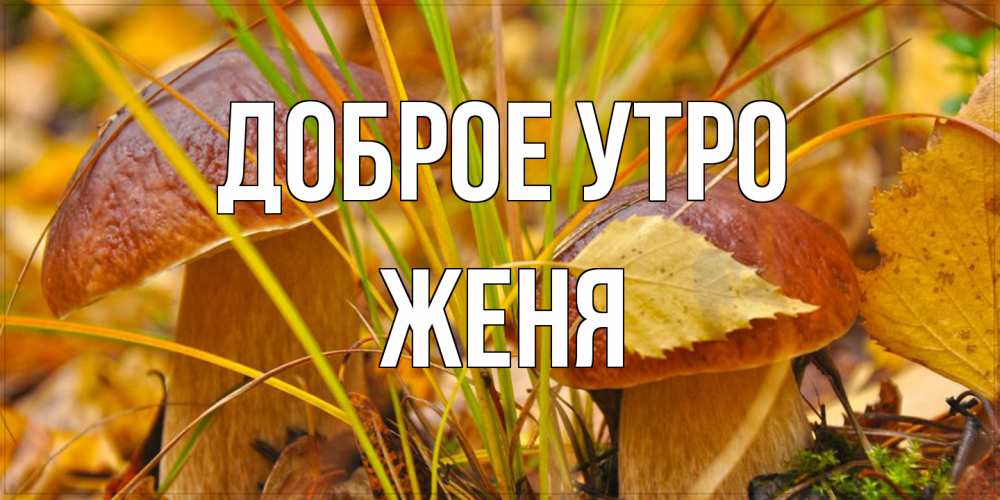Открытка на каждый день с именем, Женя Доброе утро осенние грибы Прикольная открытка с пожеланием онлайн скачать бесплатно 