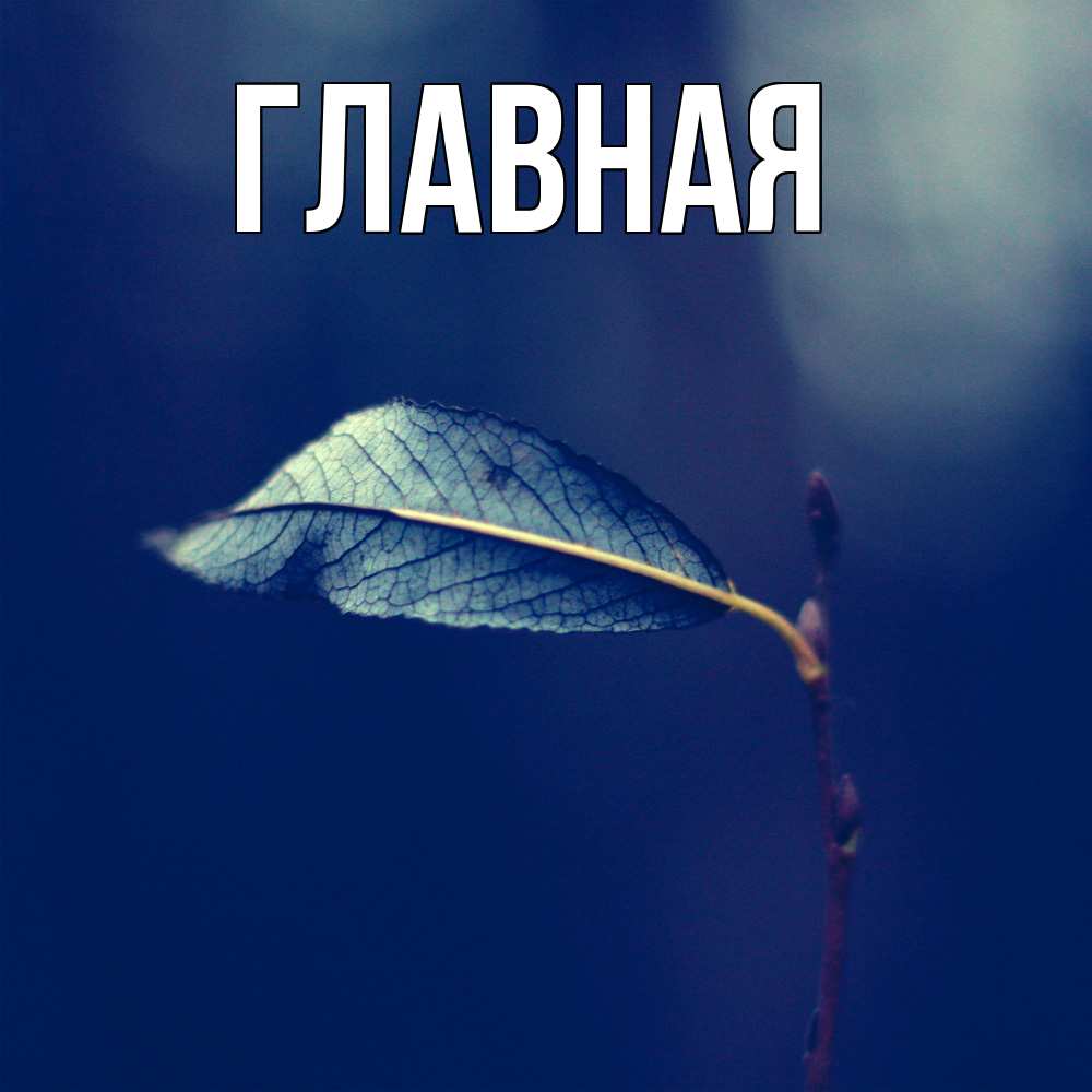 Открытка на каждый день с именем, настя Главная растение Прикольная открытка с пожеланием онлайн скачать бесплатно 