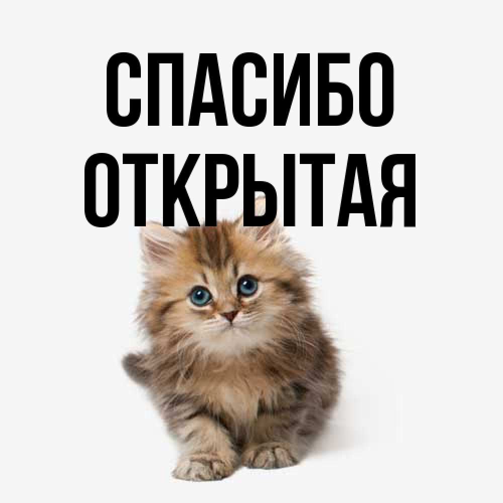 Открытка на каждый день с именем, открытая Спасибо пушистый котик Прикольная открытка с пожеланием онлайн скачать бесплатно 