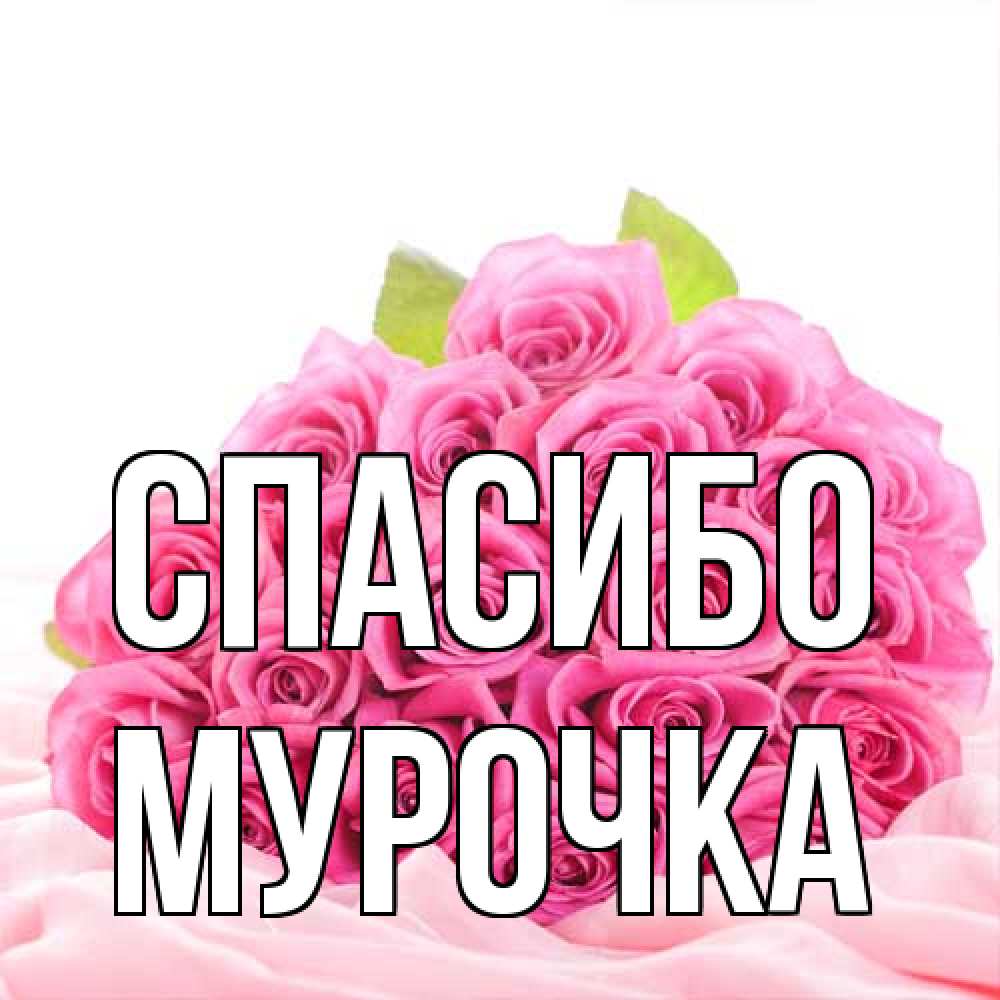 Открытка на каждый день с именем, Мурочка Спасибо розовые розы с подписью Прикольная открытка с пожеланием онлайн скачать бесплатно 