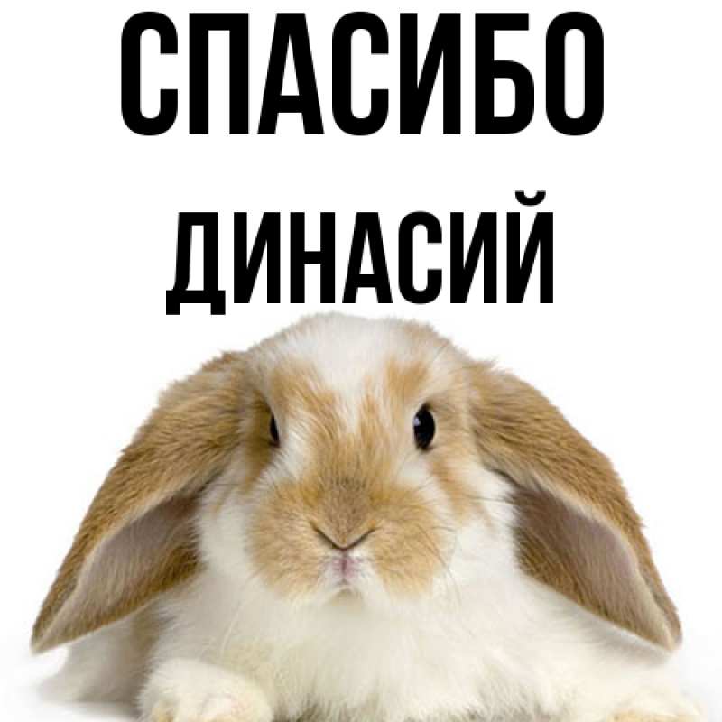 Картинка Спасибо, Динасий