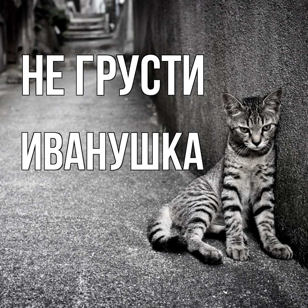 Открытка на каждый день с именем, Иванушка Не грусти скучающий котик Прикольная открытка с пожеланием онлайн скачать бесплатно 