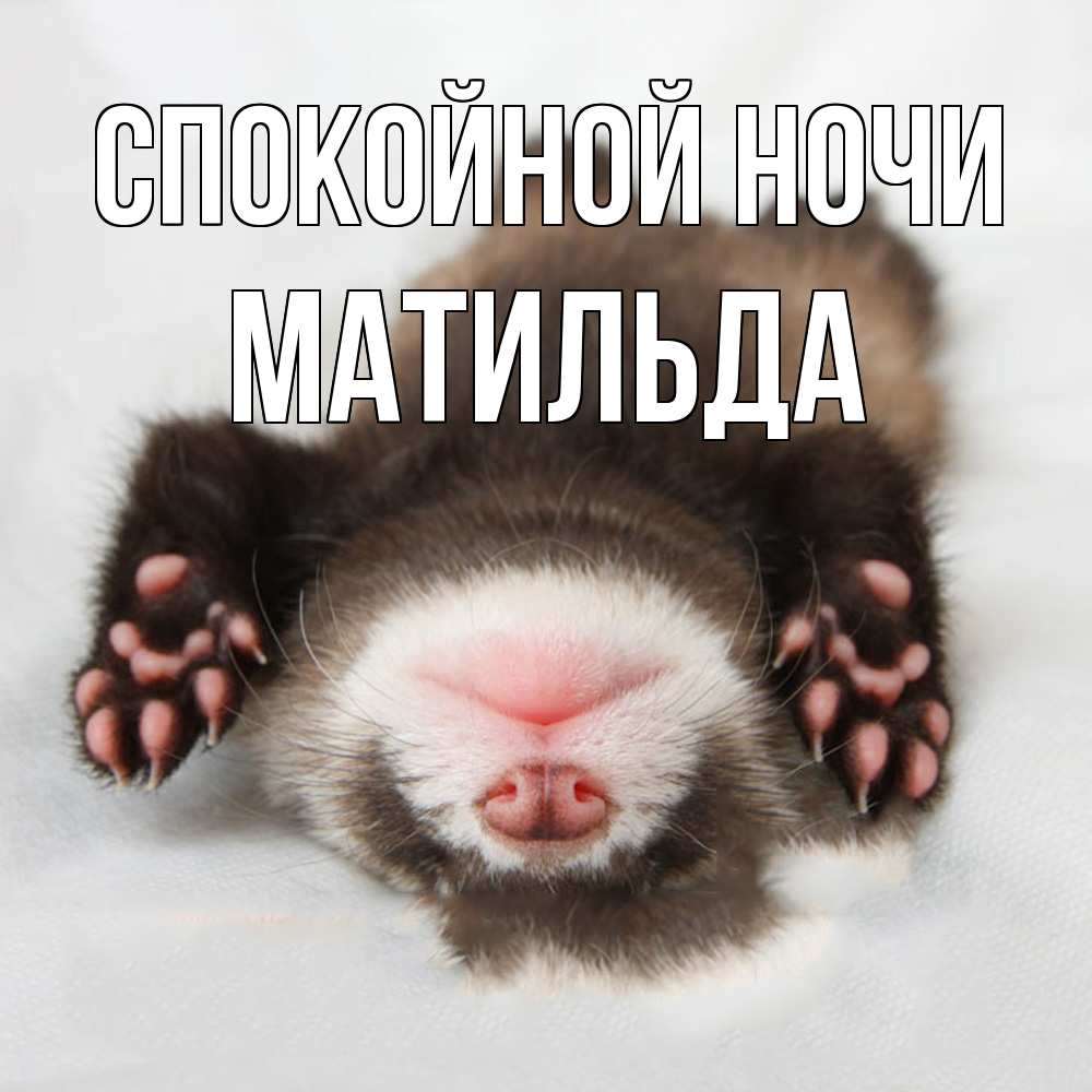 Открытка на каждый день с именем, Матильда Спокойной ночи зверек Прикольная открытка с пожеланием онлайн скачать бесплатно 