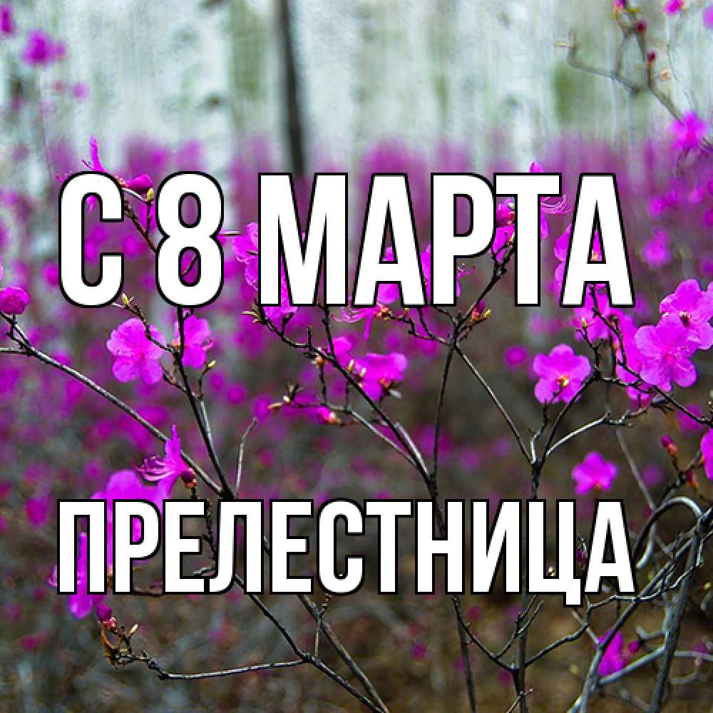 Открытка на каждый день с именем, пpелестница C 8 МАРТА дикие цветы Прикольная открытка с пожеланием онлайн скачать бесплатно 