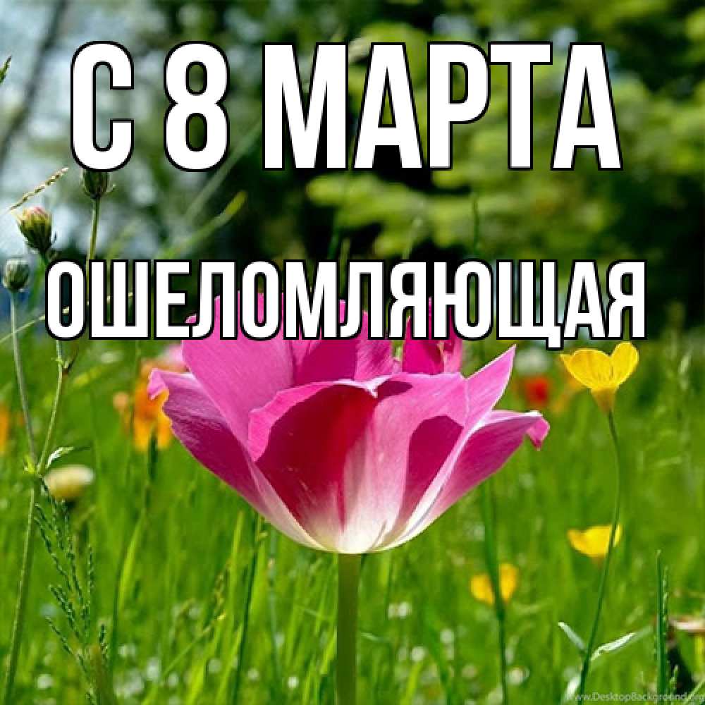 Открытка на каждый день с именем, Ошеломляющая C 8 МАРТА полевые цветы Прикольная открытка с пожеланием онлайн скачать бесплатно 