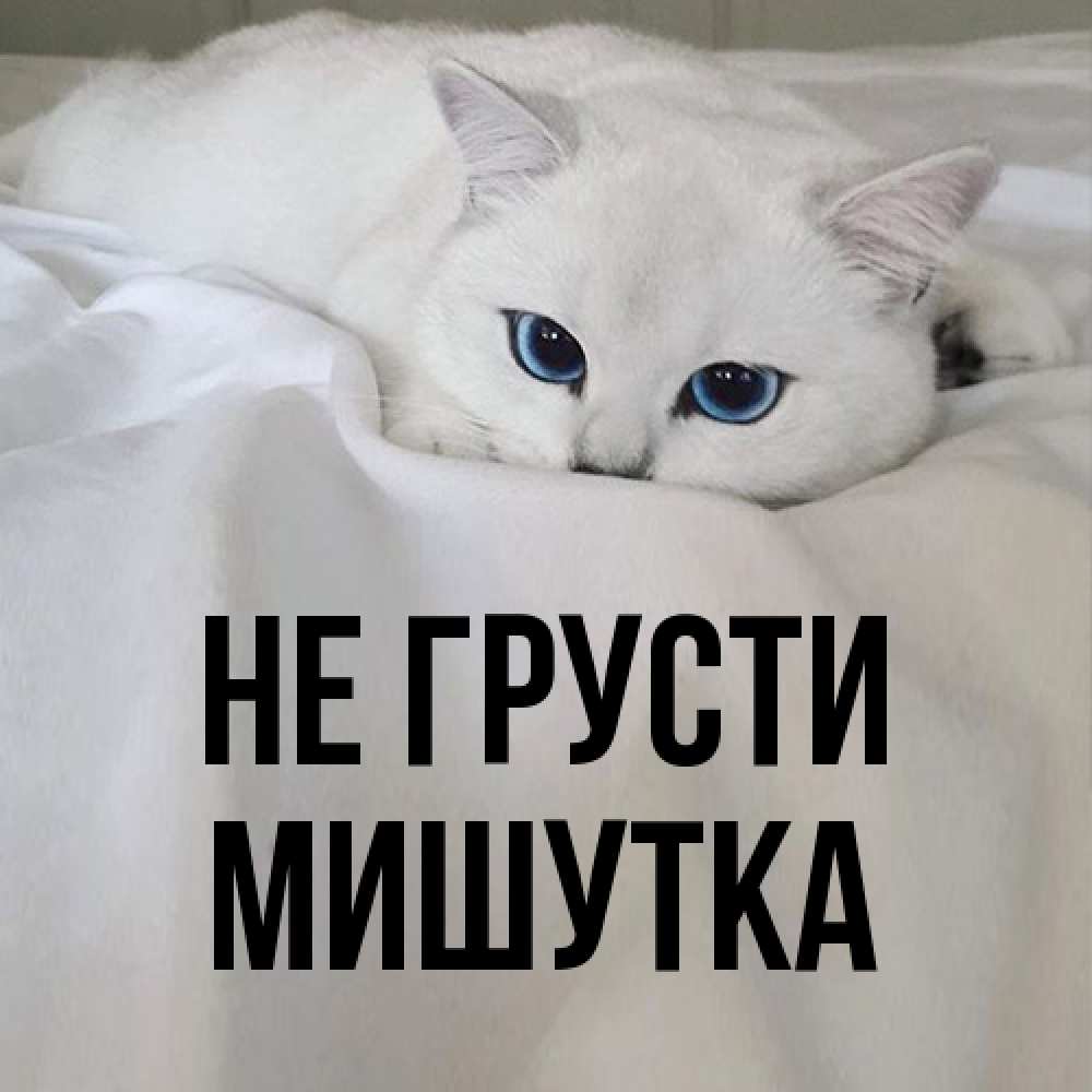 Открытка на каждый день с именем, Мишутка Не грусти Голубоглазая кошка Прикольная открытка с пожеланием онлайн скачать бесплатно 